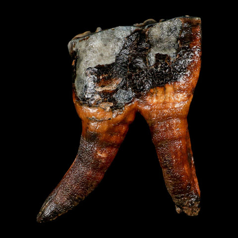 3.4" Woolly Rhinoceros Fossil Rooted Tooth Pleistocene Age Megafauna Russia COA - Fossil Age Minerals