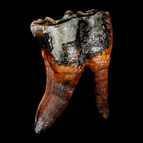 3.4" Woolly Rhinoceros Fossil Rooted Tooth Pleistocene Age Megafauna Russia COA - Fossil Age Minerals