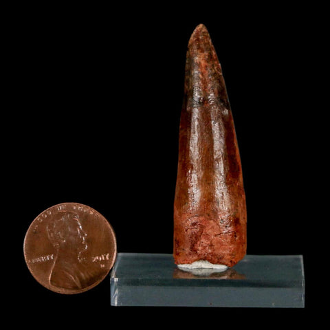 1.9" Spinosaurus Fossil Tooth 100 Million Years Old Cretaceous Dinosaur COA Stand