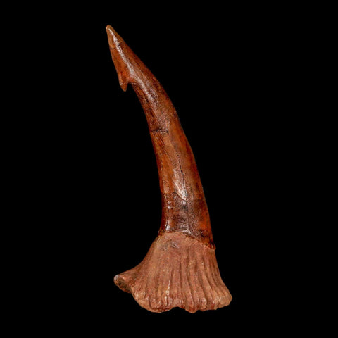 XL 2.9" Sawfish Fossil Tooth Barb Onchopristis Numidus Cretaceous Dinosaur Era COA - Fossil Age Minerals