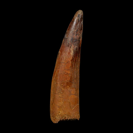 XL 3.4" Spinosaurus Fossil Tooth 100 Million Years Old Cretaceous Dinosaur COA
