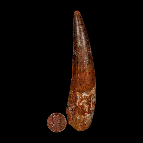 XXL 4.5" Spinosaurus Fossil Tooth 100 Million Years Old Cretaceous Dinosaur COA