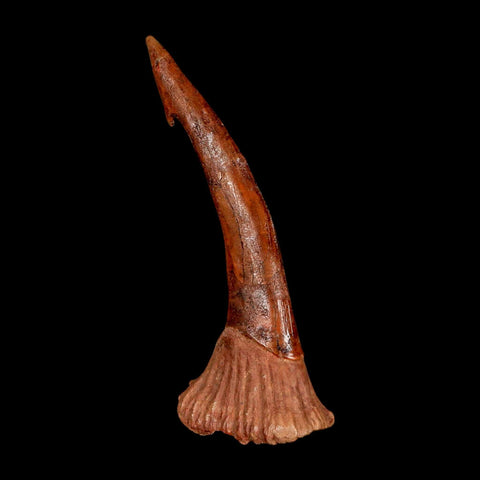 XL 2.9" Sawfish Fossil Tooth Barb Onchopristis Numidus Cretaceous Dinosaur Era COA - Fossil Age Minerals