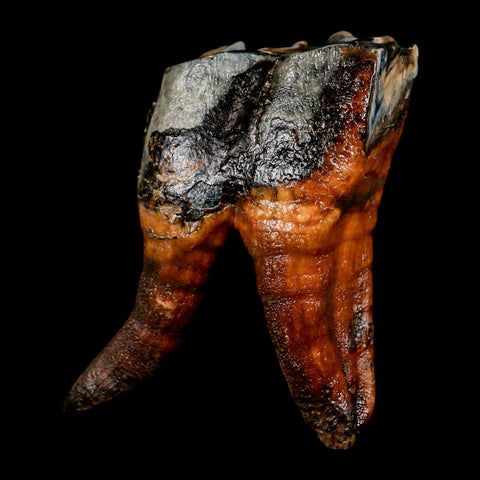 3.4" Woolly Rhinoceros Fossil Rooted Tooth Pleistocene Age Megafauna Russia COA - Fossil Age Minerals
