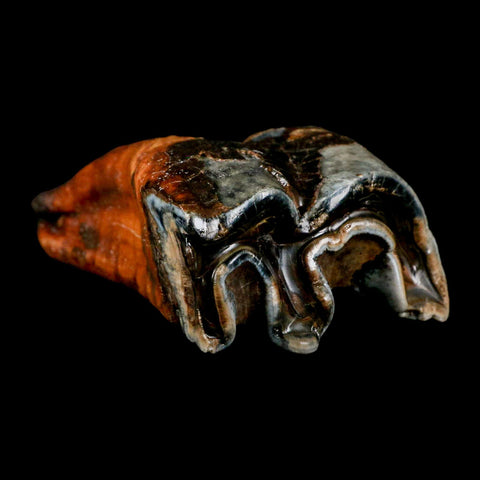 3.4" Woolly Rhinoceros Fossil Rooted Tooth Pleistocene Age Megafauna Russia COA - Fossil Age Minerals