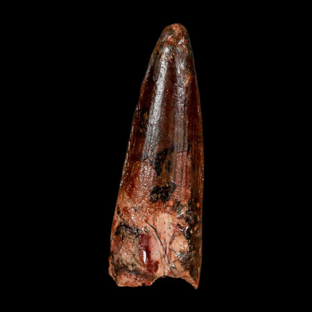 1.5" Spinosaurus Fossil Tooth 100 Million Years Old Cretaceous Dinosaur COA Stand