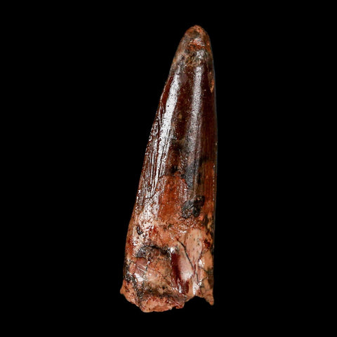 1.5" Spinosaurus Fossil Tooth 100 Million Years Old Cretaceous Dinosaur COA Stand