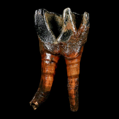 4.4" Woolly Rhinoceros Fossil Rooted Tooth Pleistocene Age Megafauna Russia COA - Fossil Age Minerals