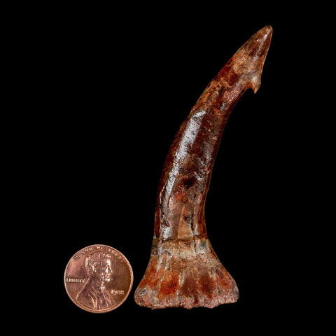XL 3.2" Sawfish Fossil Tooth Barb Onchopristis Numidus Cretaceous Dinosaur Era COA - Fossil Age Minerals