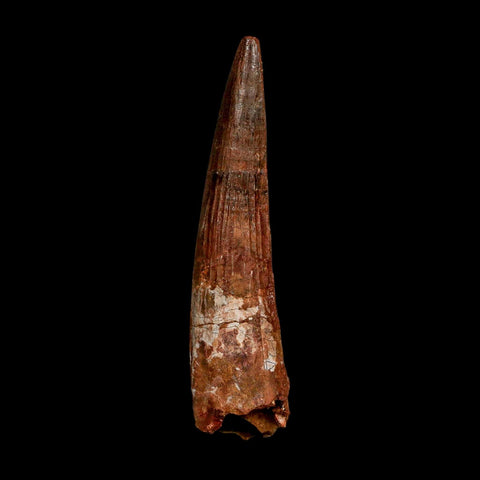 XXL 4.5" Spinosaurus Fossil Tooth 100 Million Years Old Cretaceous Dinosaur COA