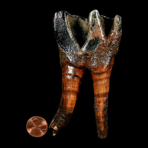 4.4" Woolly Rhinoceros Fossil Rooted Tooth Pleistocene Age Megafauna Russia COA - Fossil Age Minerals