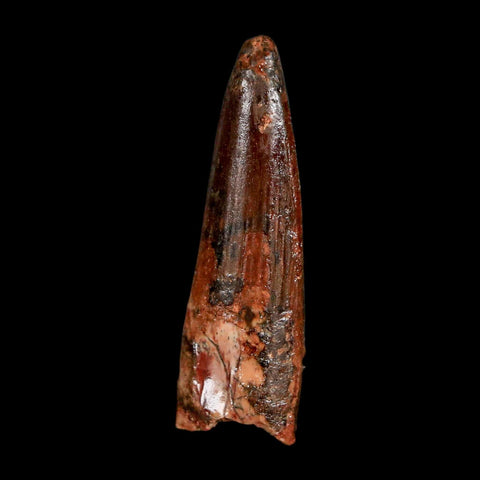 1.5" Spinosaurus Fossil Tooth 100 Million Years Old Cretaceous Dinosaur COA Stand