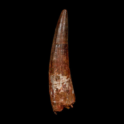 XXL 4.5" Spinosaurus Fossil Tooth 100 Million Years Old Cretaceous Dinosaur COA