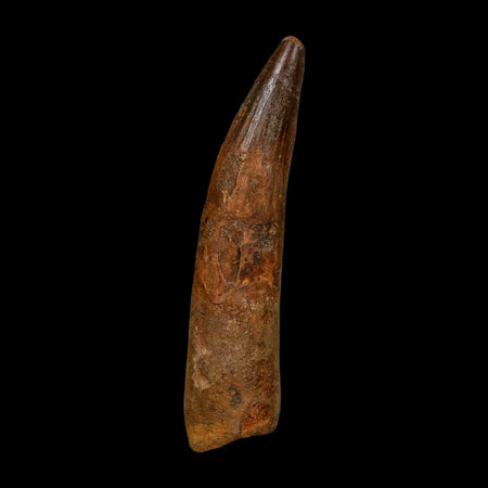 XL 4.1" Spinosaurus Fossil Tooth 100 Million Years Old Cretaceous Dinosaur COA