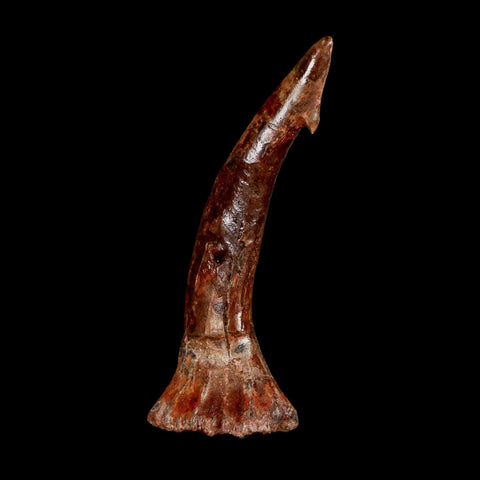 XL 3.2" Sawfish Fossil Tooth Barb Onchopristis Numidus Cretaceous Dinosaur Era COA - Fossil Age Minerals