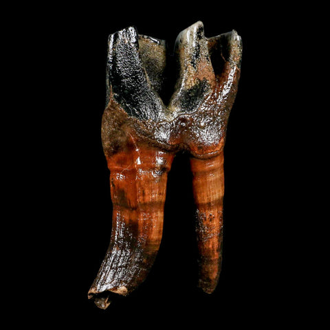 4.4" Woolly Rhinoceros Fossil Rooted Tooth Pleistocene Age Megafauna Russia COA - Fossil Age Minerals