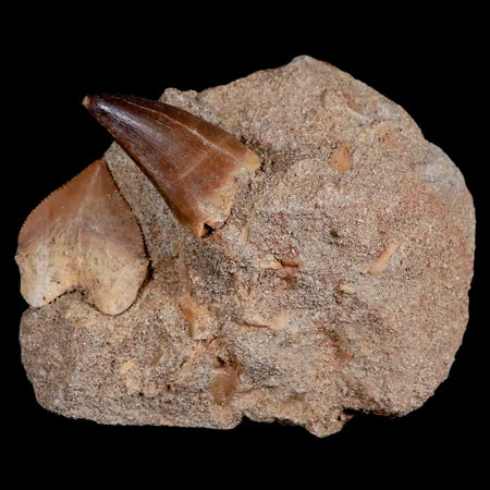 1.2" Mosasaur, Squalicorax Shark Fossil Tooth In Matrix Cretaceous Dinosaur Era COA