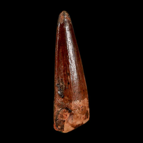 1.5" Spinosaurus Fossil Tooth 100 Million Years Old Cretaceous Dinosaur COA Stand