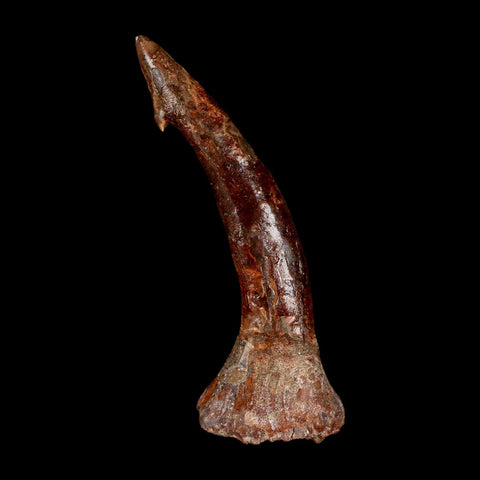 XL 3.2" Sawfish Fossil Tooth Barb Onchopristis Numidus Cretaceous Dinosaur Era COA - Fossil Age Minerals