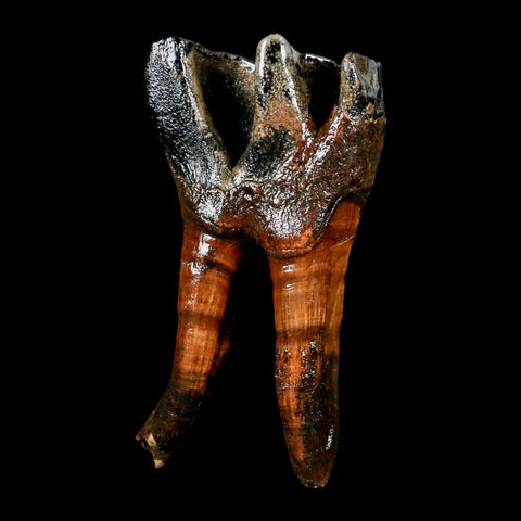 4.4" Woolly Rhinoceros Fossil Rooted Tooth Pleistocene Age Megafauna Russia COA - Fossil Age Minerals