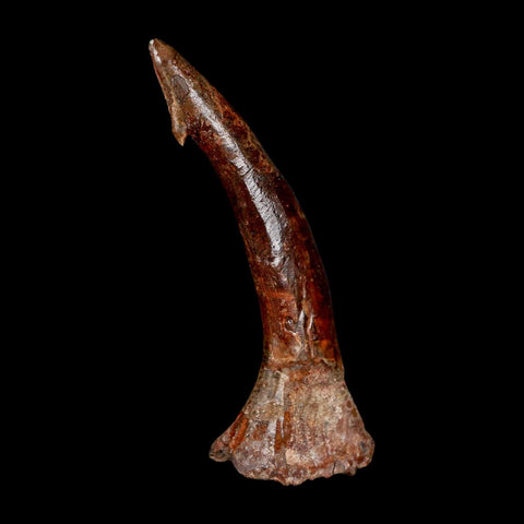 XL 3.2" Sawfish Fossil Tooth Barb Onchopristis Numidus Cretaceous Dinosaur Era COA - Fossil Age Minerals