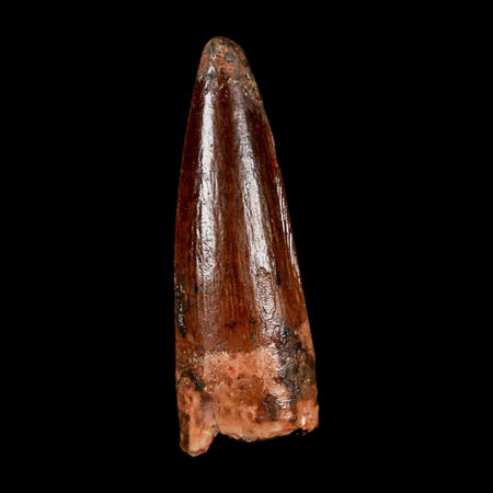 1.5" Spinosaurus Fossil Tooth 100 Million Years Old Cretaceous Dinosaur COA Stand