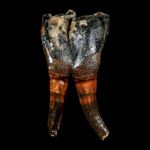 4.4" Woolly Rhinoceros Fossil Rooted Tooth Pleistocene Age Megafauna Russia COA - Fossil Age Minerals