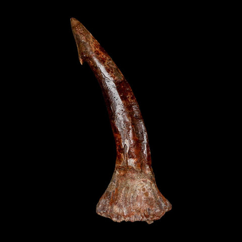 XL 3.2" Sawfish Fossil Tooth Barb Onchopristis Numidus Cretaceous Dinosaur Era COA - Fossil Age Minerals