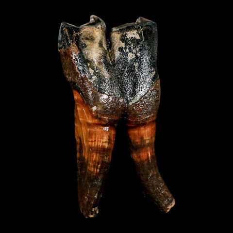 4.4" Woolly Rhinoceros Fossil Rooted Tooth Pleistocene Age Megafauna Russia COA - Fossil Age Minerals