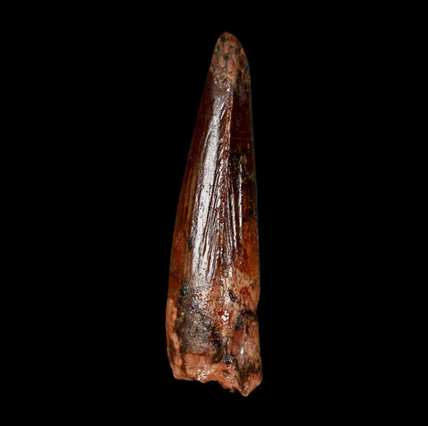 1.5" Spinosaurus Fossil Tooth 100 Million Years Old Cretaceous Dinosaur COA Stand