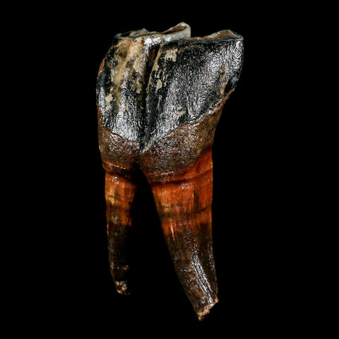 4.4" Woolly Rhinoceros Fossil Rooted Tooth Pleistocene Age Megafauna Russia COA - Fossil Age Minerals