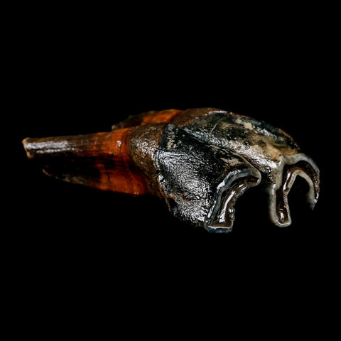 4.4" Woolly Rhinoceros Fossil Rooted Tooth Pleistocene Age Megafauna Russia COA - Fossil Age Minerals