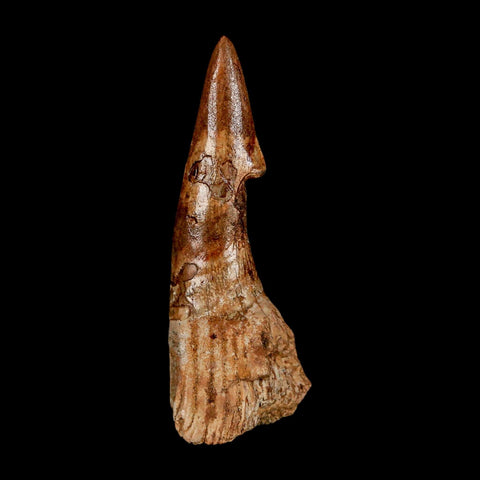 XL 2.6" Sawfish Fossil Tooth Barb Onchopristis Numidus Cretaceous Dinosaur Era COA - Fossil Age Minerals