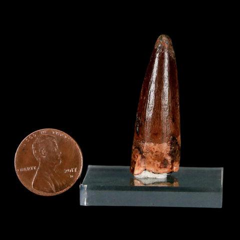 1.5" Spinosaurus Fossil Tooth 100 Million Years Old Cretaceous Dinosaur COA Stand