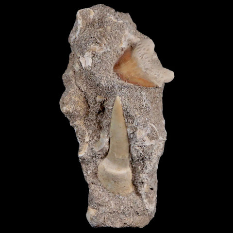 1.3" Saber Toothed Herring Fossil Tooth Enchodus Libycus, Shark Tooth Cretaceous Age - Fossil Age Minerals
