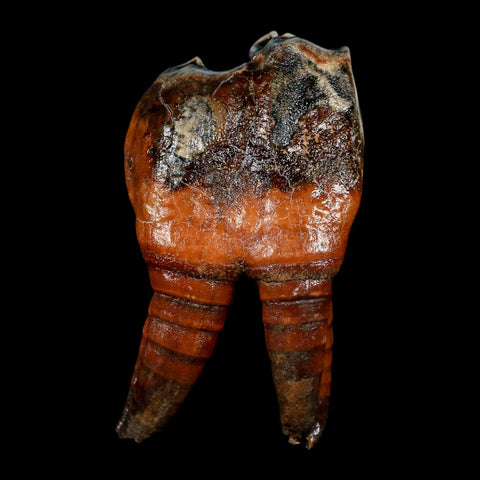 4.1" Woolly Rhinoceros Fossil Rooted Tooth Pleistocene Age Megafauna Russia COA - Fossil Age Minerals