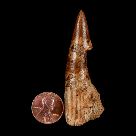 XL 2.6" Sawfish Fossil Tooth Barb Onchopristis Numidus Cretaceous Dinosaur Era COA - Fossil Age Minerals