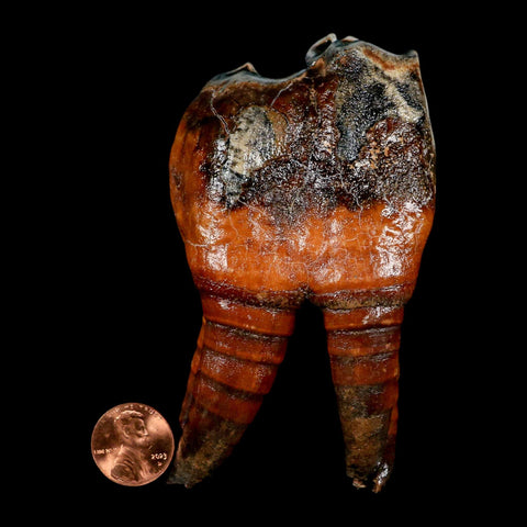 4.1" Woolly Rhinoceros Fossil Rooted Tooth Pleistocene Age Megafauna Russia COA - Fossil Age Minerals