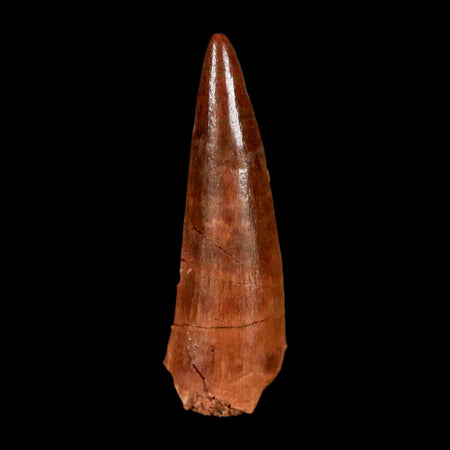 1.5" Spinosaurus Fossil Tooth 100 Million Years Old Cretaceous Dinosaur COA Stand