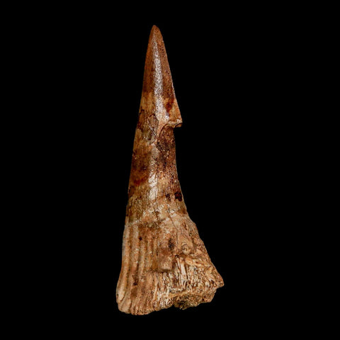 XL 2.6" Sawfish Fossil Tooth Barb Onchopristis Numidus Cretaceous Dinosaur Era COA - Fossil Age Minerals