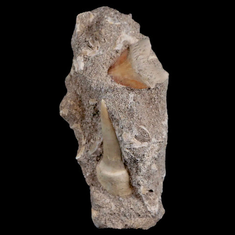 1.3" Saber Toothed Herring Fossil Tooth Enchodus Libycus, Shark Tooth Cretaceous Age - Fossil Age Minerals