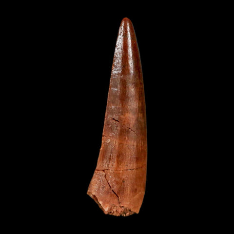 1.5" Spinosaurus Fossil Tooth 100 Million Years Old Cretaceous Dinosaur COA Stand
