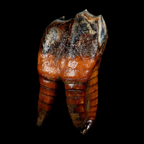 4.1" Woolly Rhinoceros Fossil Rooted Tooth Pleistocene Age Megafauna Russia COA - Fossil Age Minerals