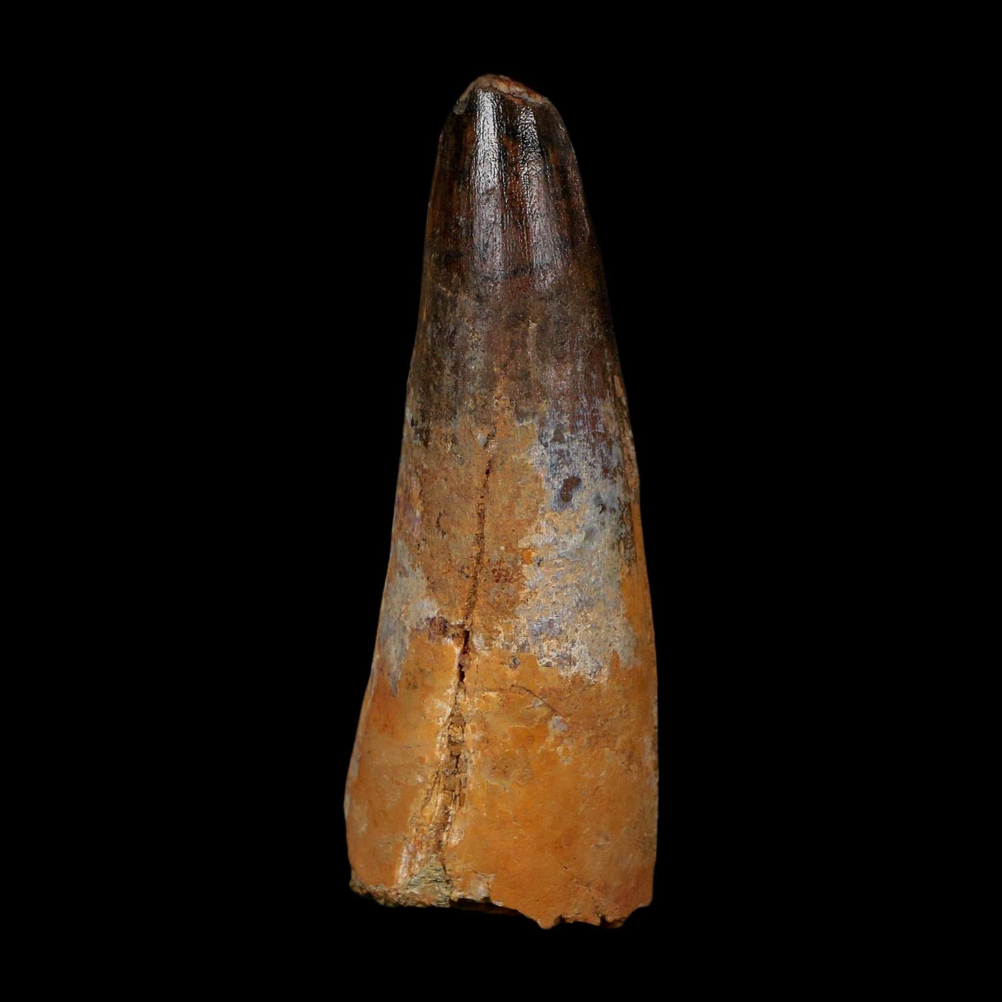 XL 3.5" Spinosaurus Fossil Tooth 100 Million Years Old Cretaceous Dinosaur COA - Fossil Age Minerals