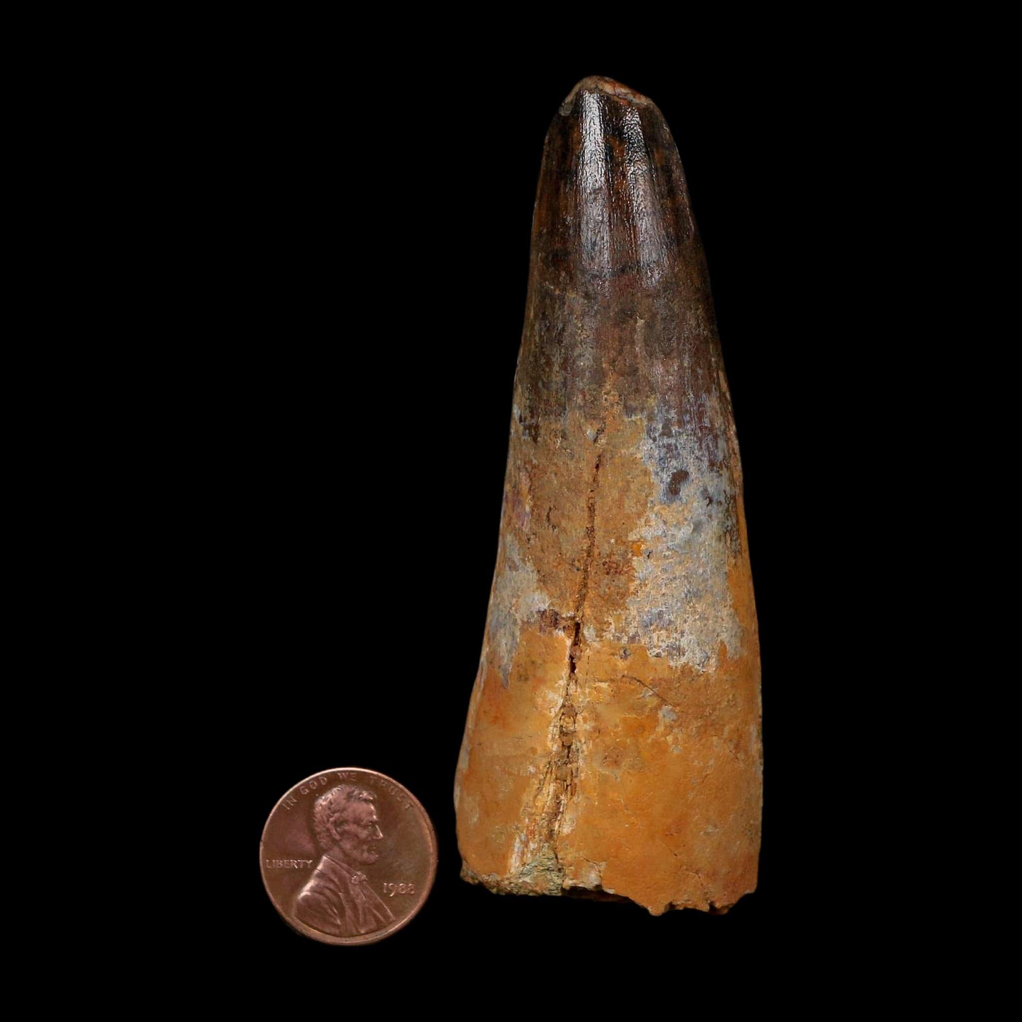 XL 3.5" Spinosaurus Fossil Tooth 100 Million Years Old Cretaceous Dinosaur COA - Fossil Age Minerals