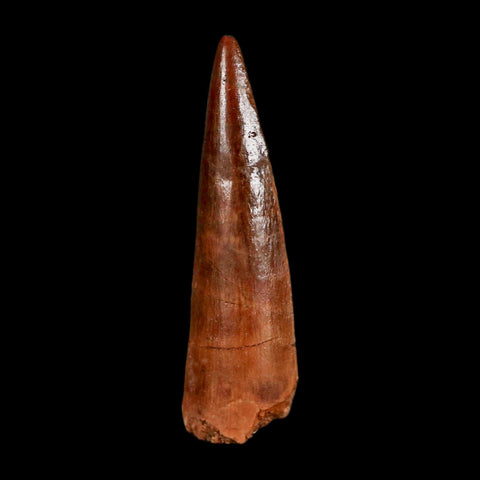 1.5" Spinosaurus Fossil Tooth 100 Million Years Old Cretaceous Dinosaur COA Stand