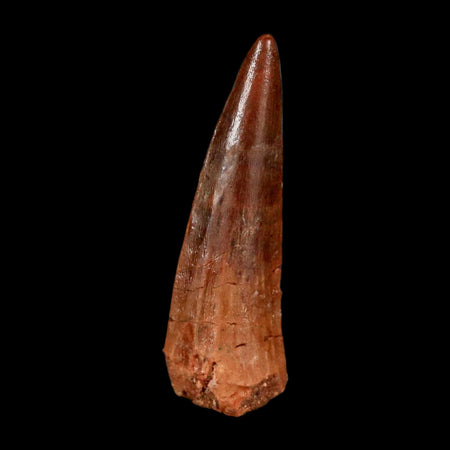 1.5" Spinosaurus Fossil Tooth 100 Million Years Old Cretaceous Dinosaur COA Stand