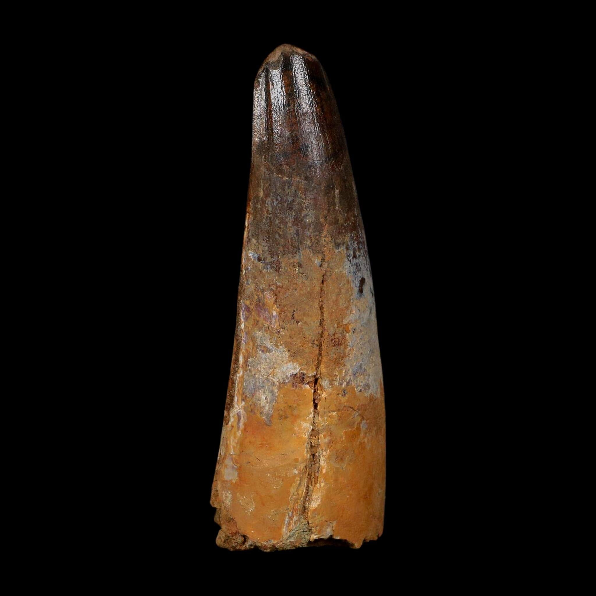 XL 3.5" Spinosaurus Fossil Tooth 100 Million Years Old Cretaceous Dinosaur COA - Fossil Age Minerals