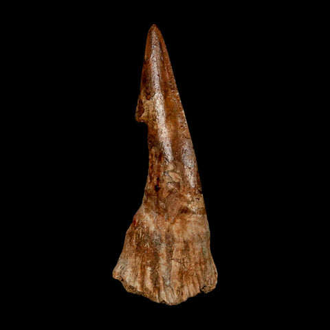 XL 2.6" Sawfish Fossil Tooth Barb Onchopristis Numidus Cretaceous Dinosaur Era COA - Fossil Age Minerals