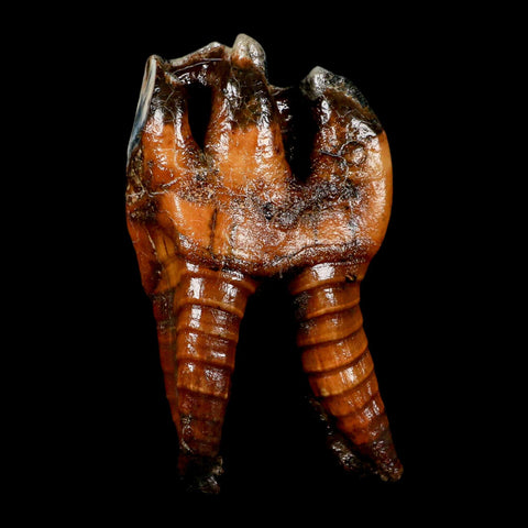4.1" Woolly Rhinoceros Fossil Rooted Tooth Pleistocene Age Megafauna Russia COA - Fossil Age Minerals